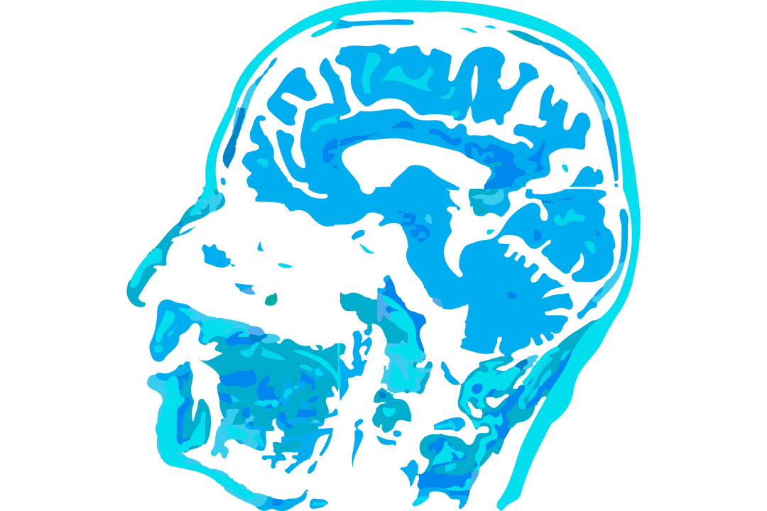 Transparent Brain Illustration Showcasing Medical Anatomy