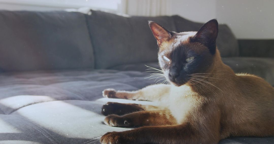 Siamese Cat Lounging in Sunlight on Comfortable Sofa