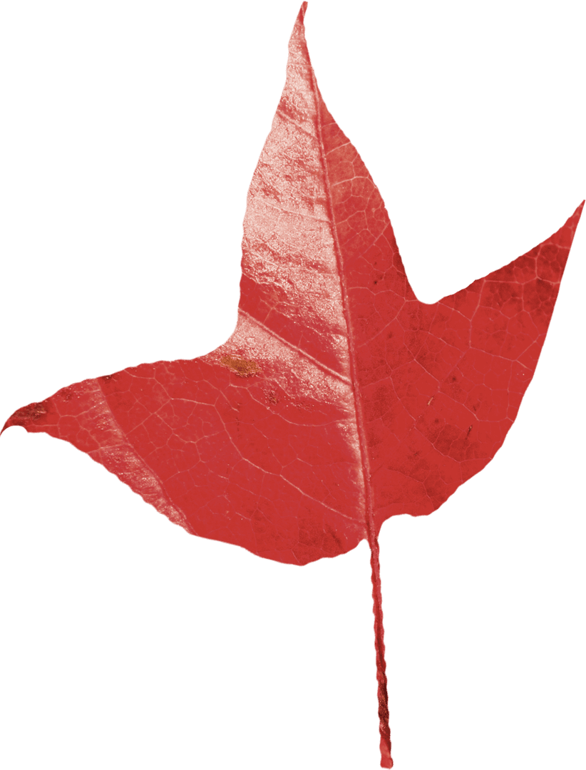 Transparent Close-Up Image of Red Autumn Leaf Details