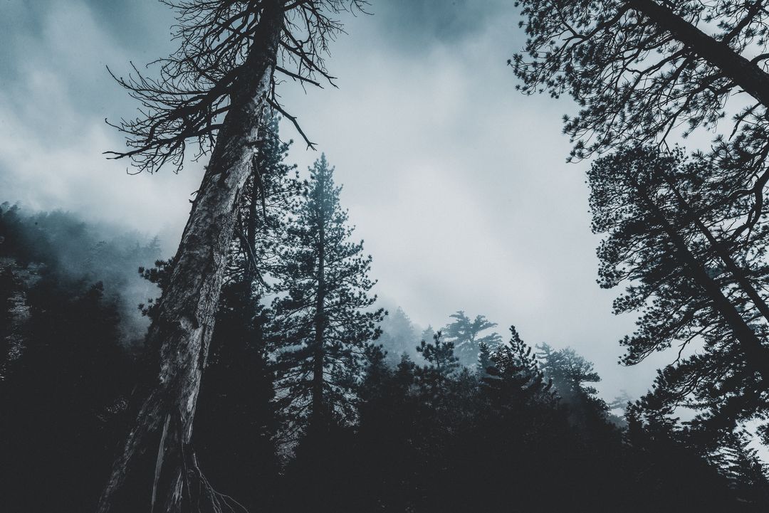 Mysterious Pine Forest in Moody Weather