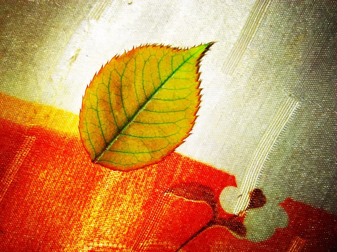 Colorful Leaf on Abstract Background with Textures - Free Images, Stock Photos and Pictures on Pikwizard.com