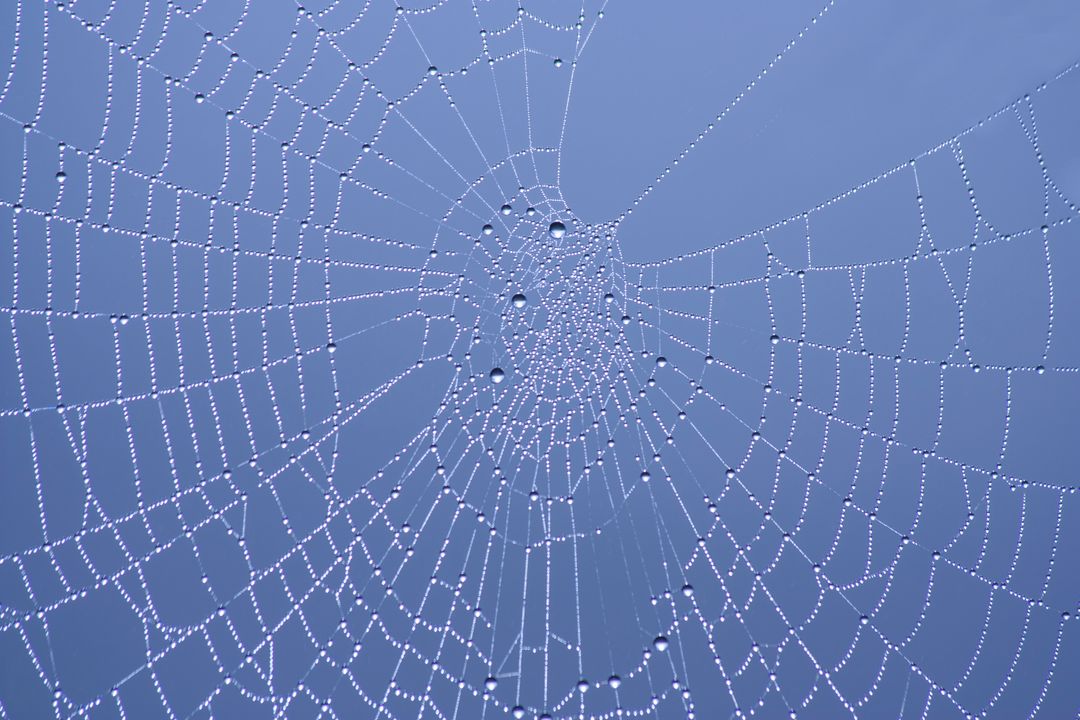 Intricate Spider Web with Dew Drops in Morning Light - Free Images, Stock Photos and Pictures on Pikwizard.com