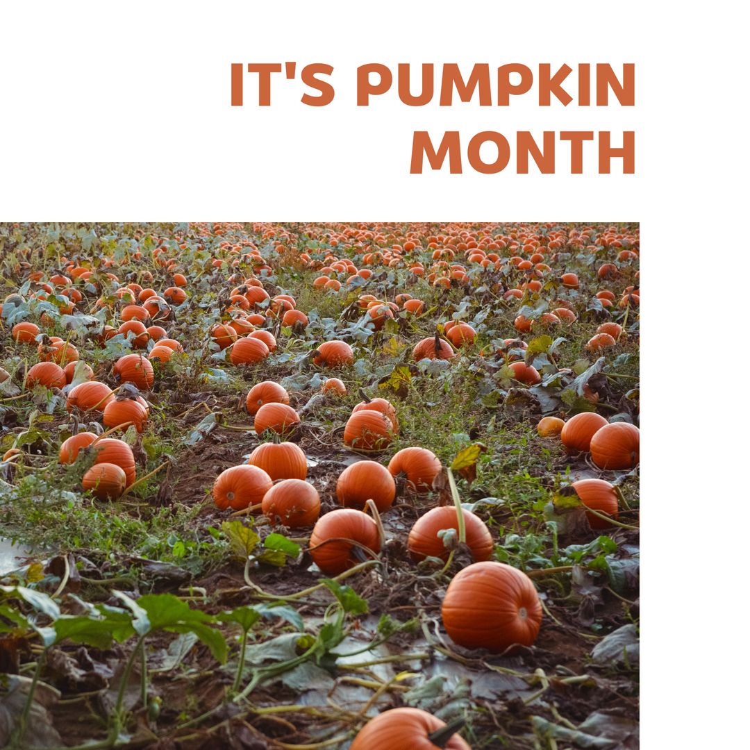 Pumpkin Patch Abundance for Celebrating Pumpkin Month