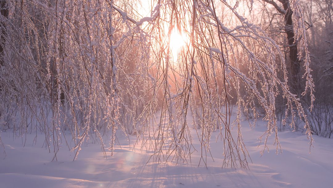 Sunrise Glow Through Frosted Birch Branches Draping Over Snowy Forest with Long Shadows