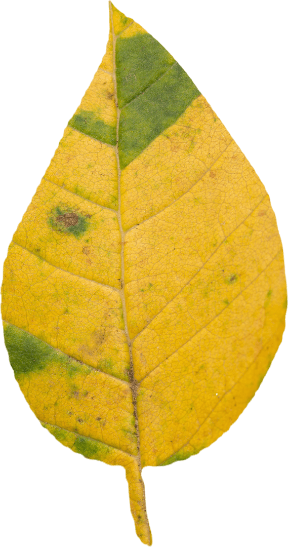 Transparent Close-up of Dry Yellow Autumn Leaf