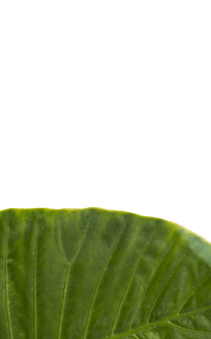 Close-Up of Leaf Veins with Transparent Soft Background