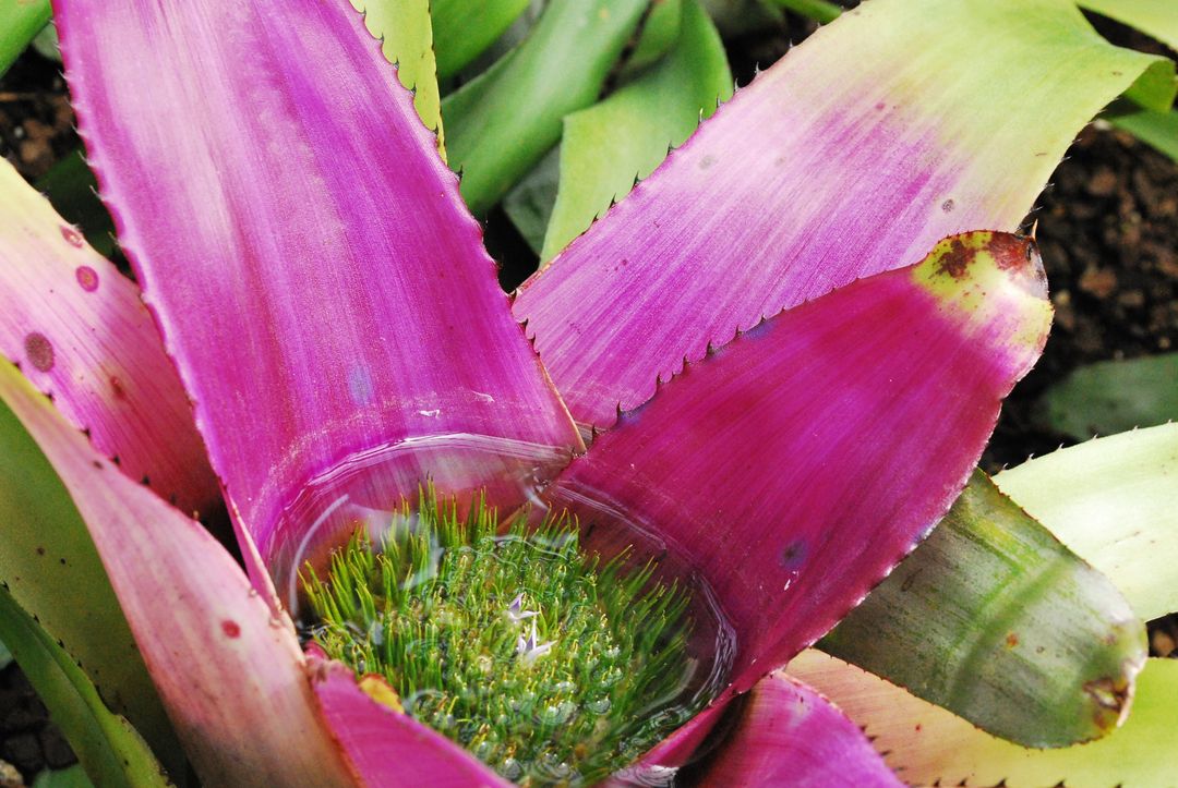 Close-Up of Vibrant Bromeliad Plant with Water in Center - Free Images, Stock Photos and Pictures on Pikwizard.com