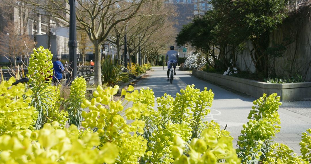 Cycling on Pathway Surrounded by Yellow Blooms in Urban Park - Free Images, Stock Photos and Pictures on Pikwizard.com