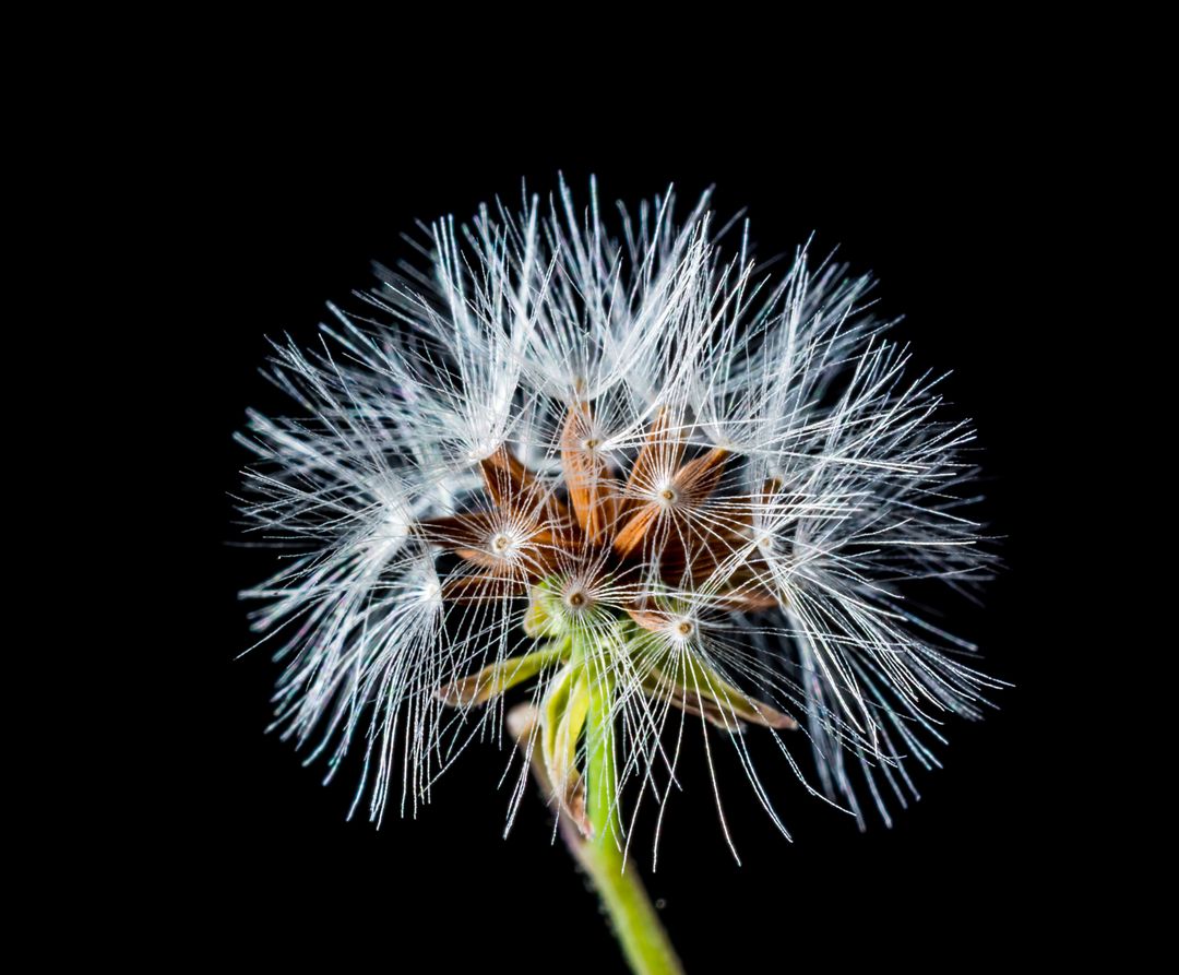 Close-Up of Dandelion Seed Head Isolated on Black Background - Free Images, Stock Photos and Pictures on Pikwizard.com