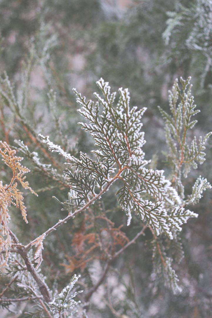 Close-up of Frost-Covered Evergreen Branch in Winter - Free Images, Stock Photos and Pictures on Pikwizard.com