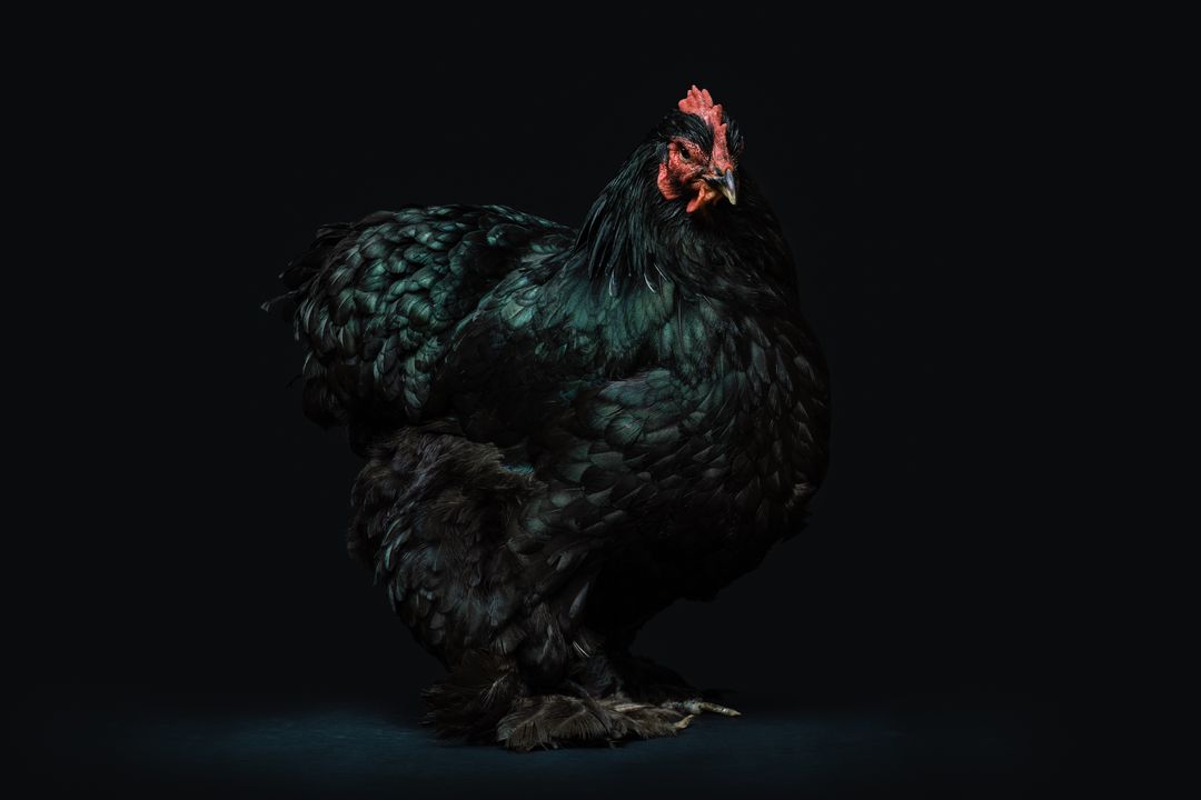 Beautiful Black Chicken in Dramatic Lighting on Dark Background - Free Images, Stock Photos and Pictures on Pikwizard.com