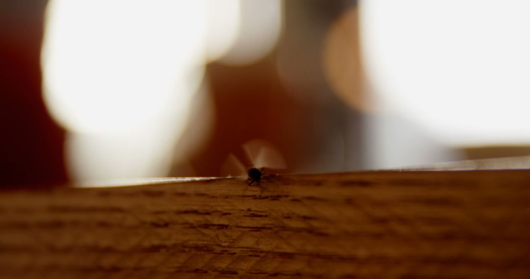 Tiny Insect Crawling on Wooden Surface with Blurred Background - Free Images, Stock Photos and Pictures on Pikwizard.com