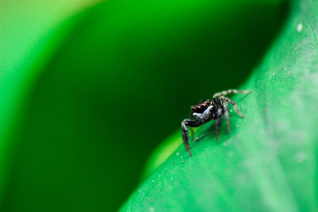 Tiny jumping spider exploring bright green leaf macro wildlife close-up with soft bokeh