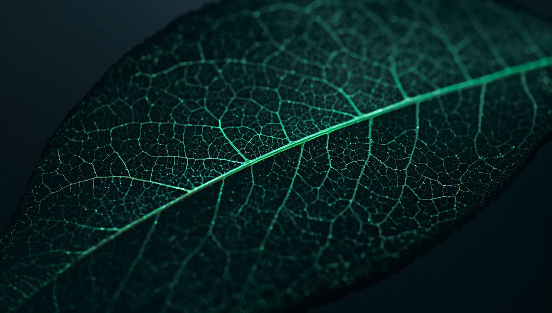 Teal-lit leaf venation macro revealing intricate reticulate veins and dew on dark backdrop