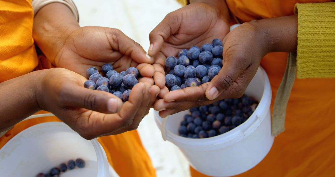 Hands Holding Fresh Blueberries During Harvest - Free Images, Stock Photos and Pictures on Pikwizard.com