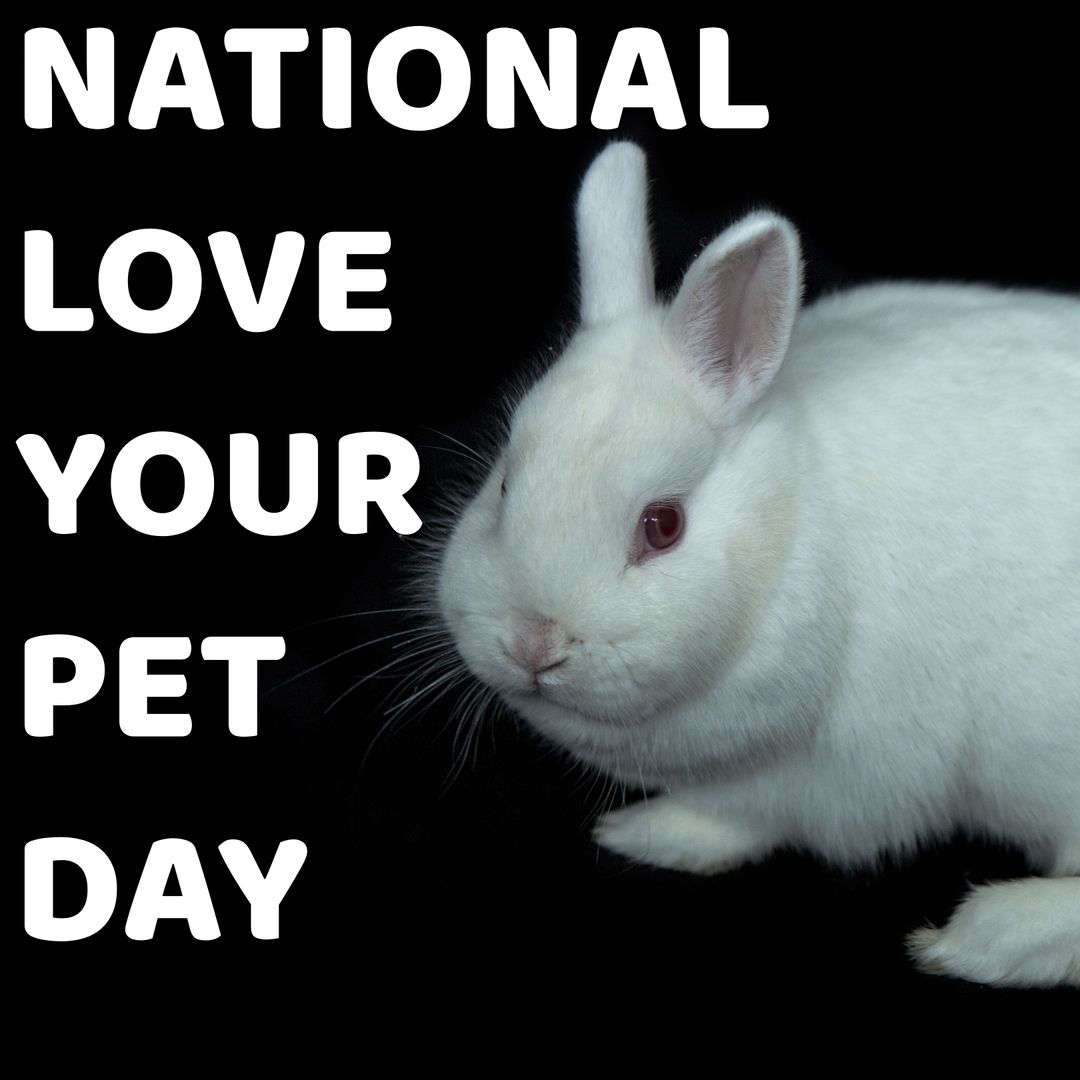 National Love Your Pet Day Rabbit with Black Backdrop