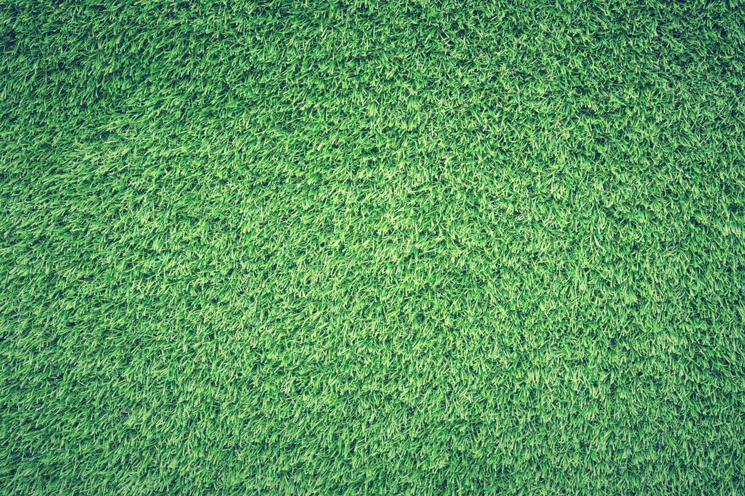 Green Grass Lawn - Free Images, Stock Photos and Pictures on Pikwizard.com