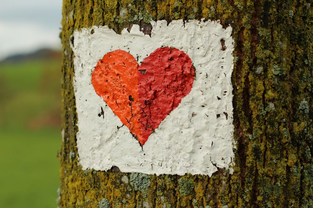 Close-up of Heart Shape on Tree Trunk - Free Images, Stock Photos and Pictures on Pikwizard.com