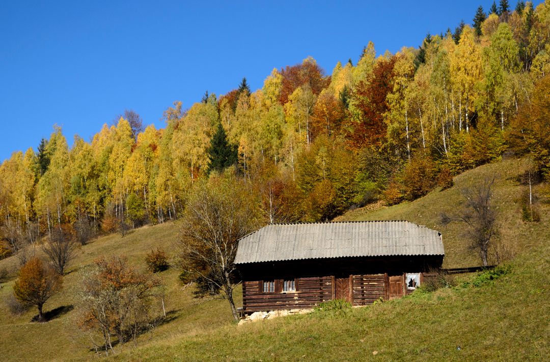 Rustic Cabin in Colorful Autumn Forest - Free Images, Stock Photos and Pictures on Pikwizard.com