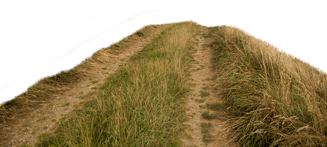 Transparent Pathway through Grassy Terrain