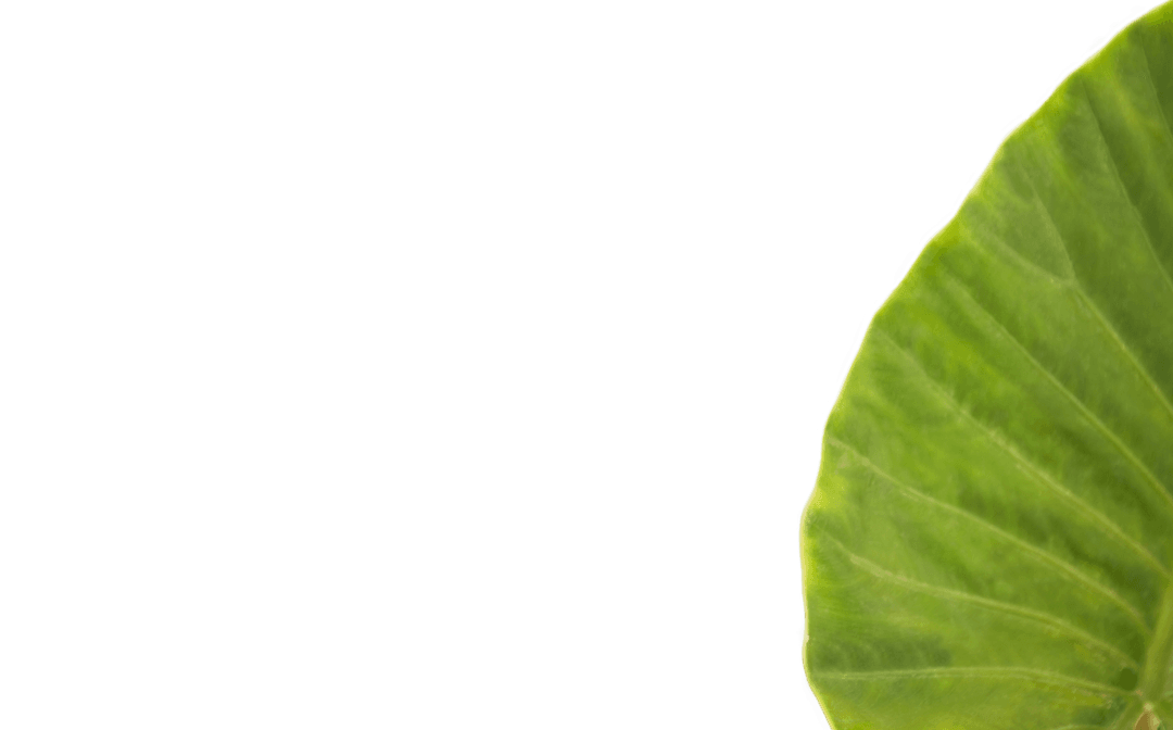 Transparent Leaf Segment with Rich Green Texture