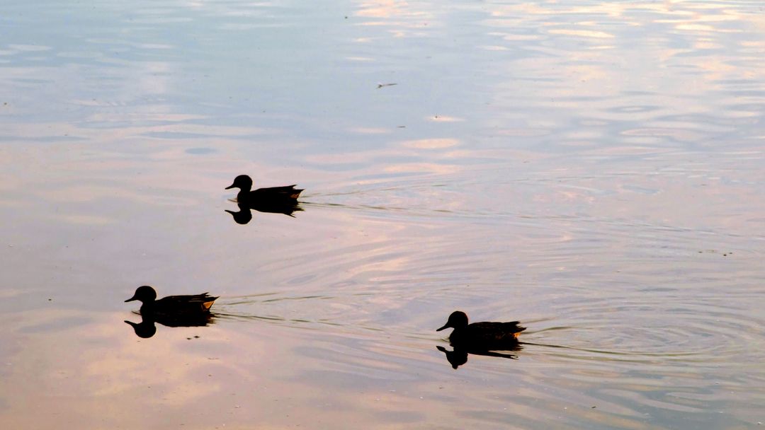 Silhouetted Ducks Swimming in Tranquil Waters at Dusk - Free Images, Stock Photos and Pictures on Pikwizard.com