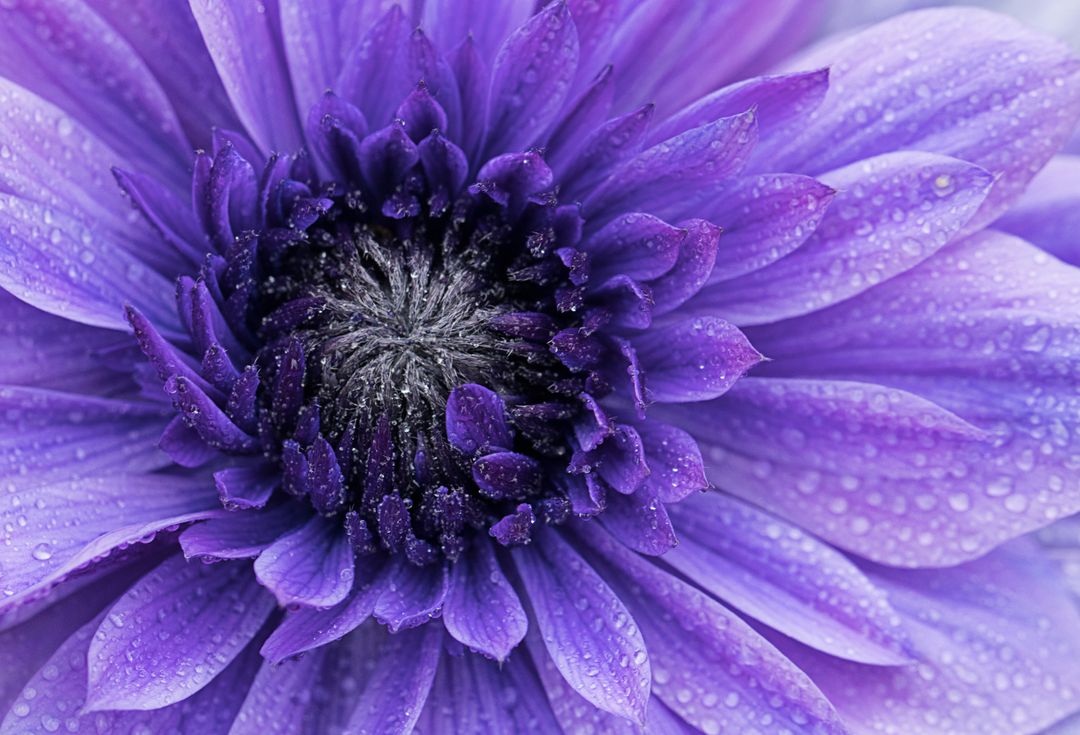 Vibrant Purple Flower Macro Showing Dew-Covered Petals and Dark Textured Center