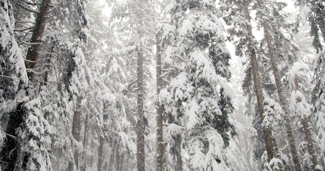 Snow-covered forest in heavy snowfall where trees densely packed - Free Images, Stock Photos and Pictures on Pikwizard.com