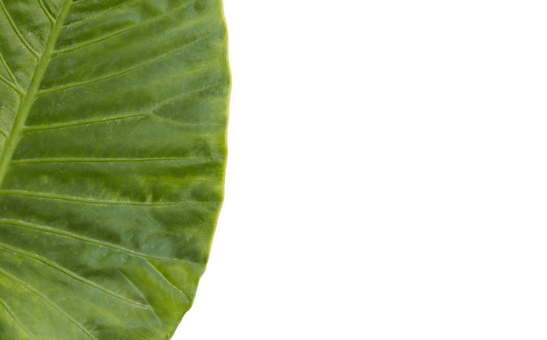 Transparent Edge of Lush Green Leaf Close-Up Pattern