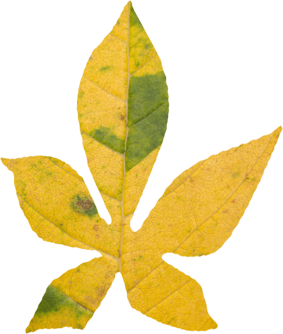 Transparent Yellow Autumn Leaf with Fading Green Elements