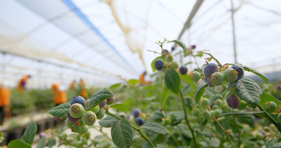 Blueberries Growing in Greenhouse with Workers in Background - Free Images, Stock Photos and Pictures on Pikwizard.com