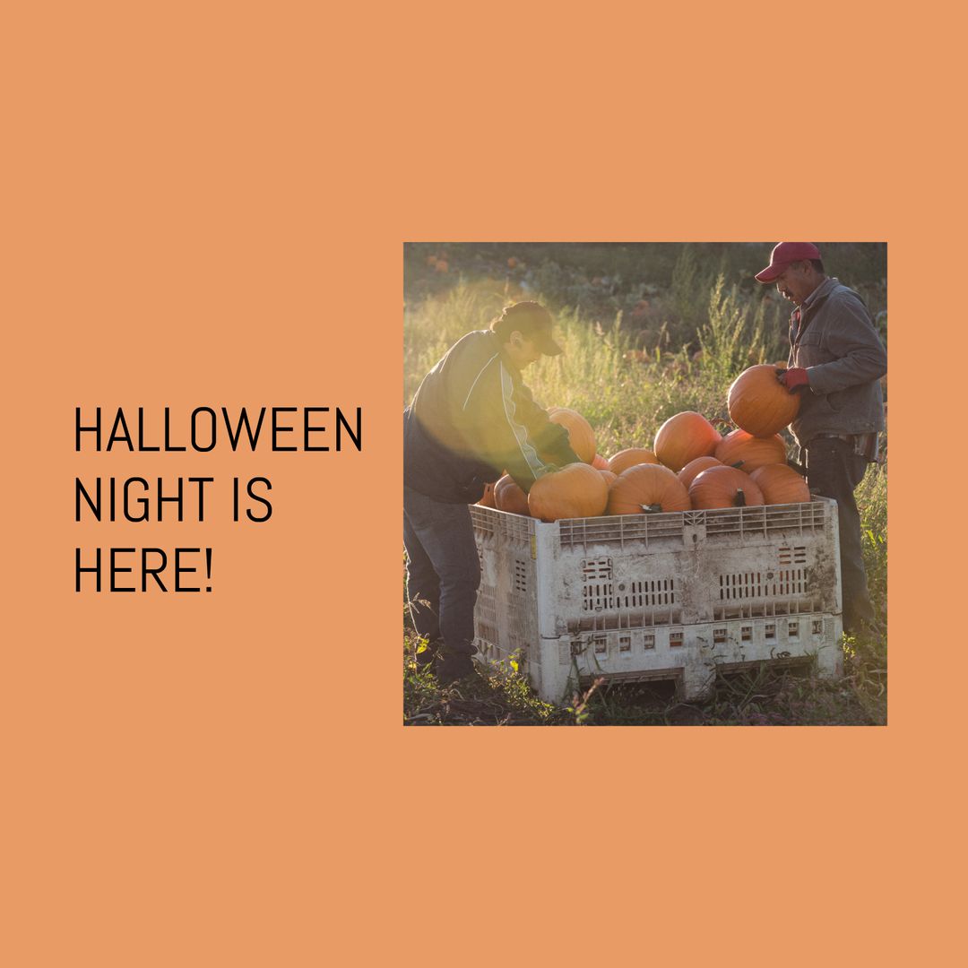 Men Collecting Pumpkins at Sunrise in Autumn Field