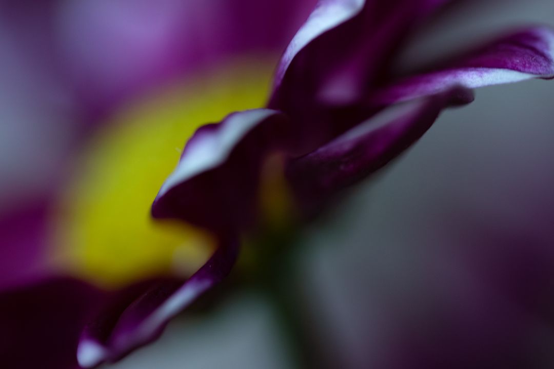 Macro purple daisy petal close-up with soft-focus yellow center and bokeh background