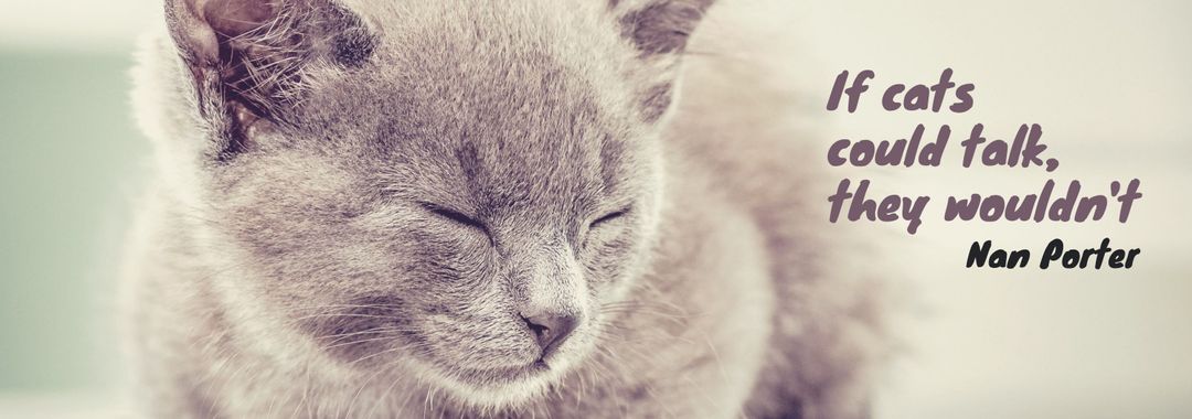 Serene Cat with Thought-Provoking Quote Amplifying Feline Mystique