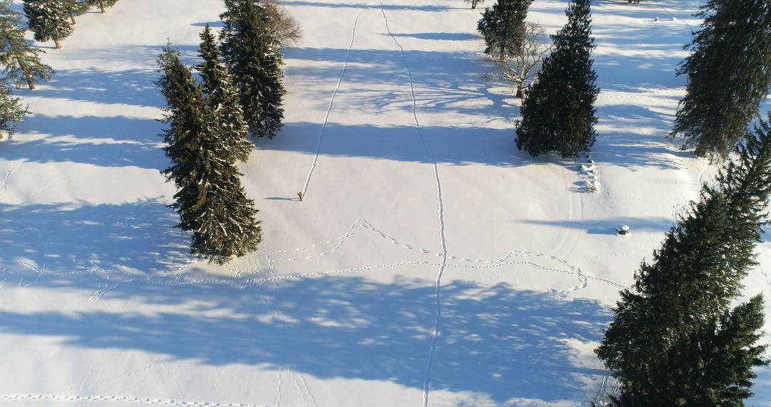 Aerial View of Snow Covered Field with Trees and Footprints - Free Images, Stock Photos and Pictures on Pikwizard.com