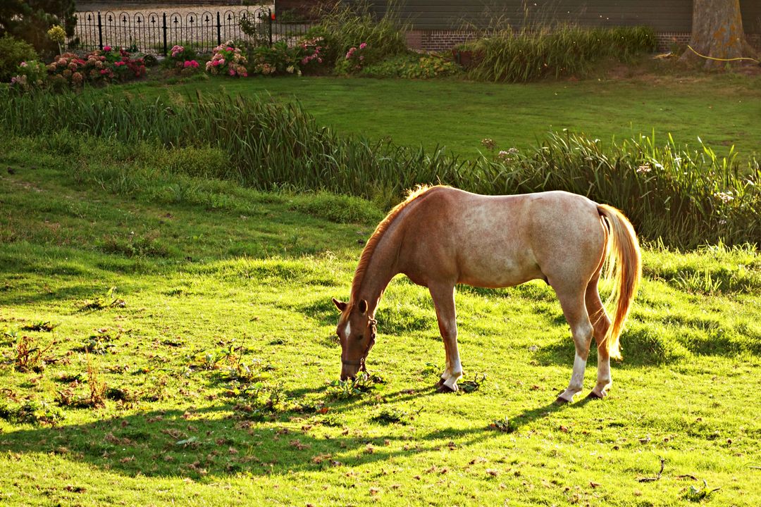 Horse Grazing on Lush Green Pasture During Sunset - Free Images, Stock Photos and Pictures on Pikwizard.com