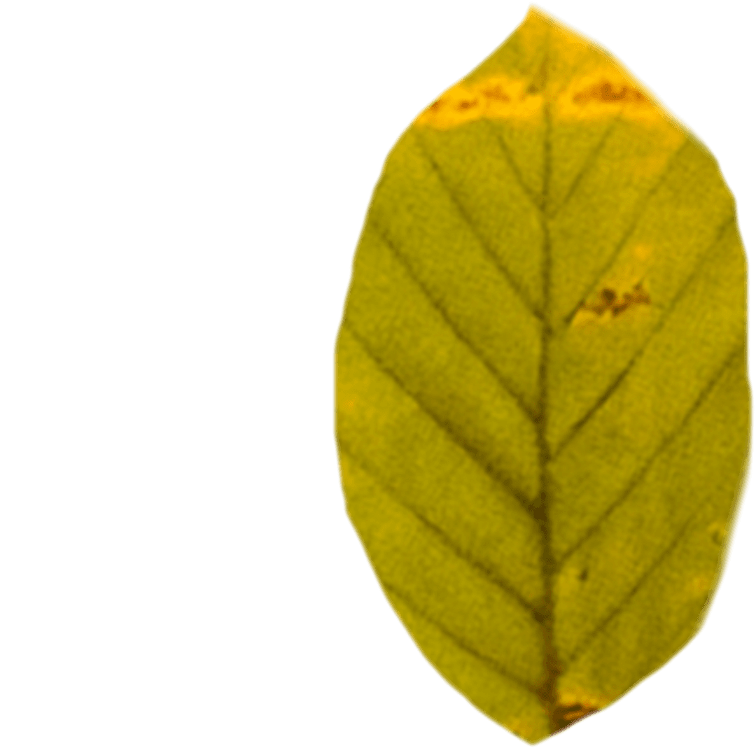 Transparent Green Leaf with Copy Space on Isolated Background
