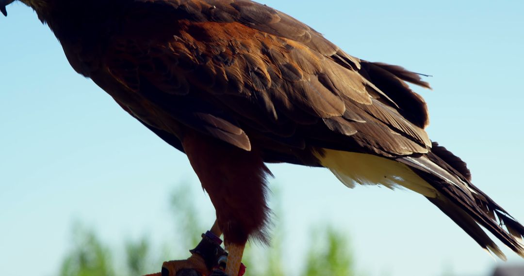 Close Up of a Majestic Colorful Hawk Standing - Free Images, Stock Photos and Pictures on Pikwizard.com