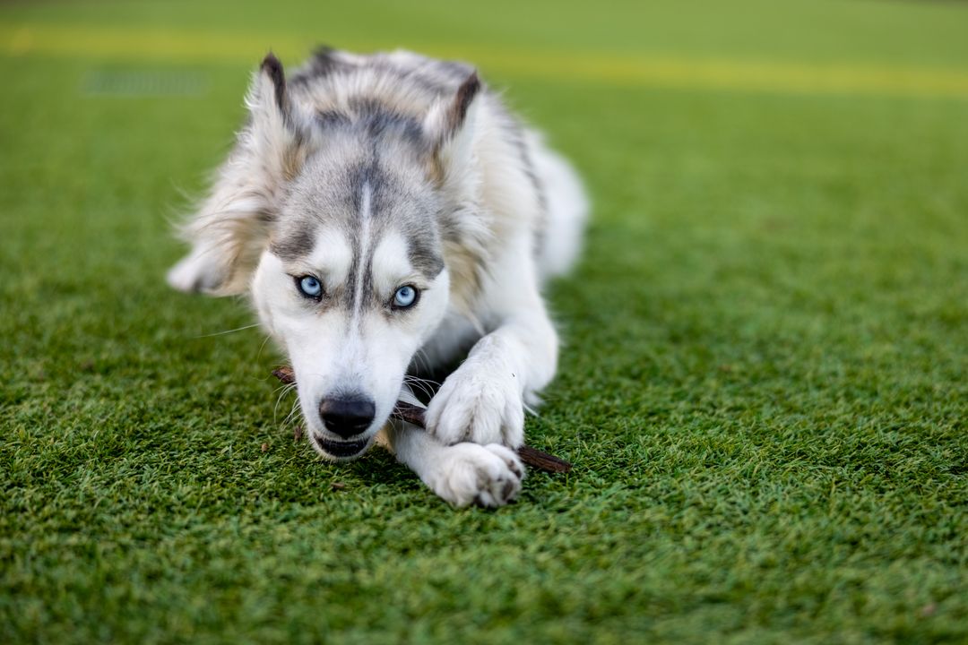 Playful Siberian Husky Chewing Stick on Grass