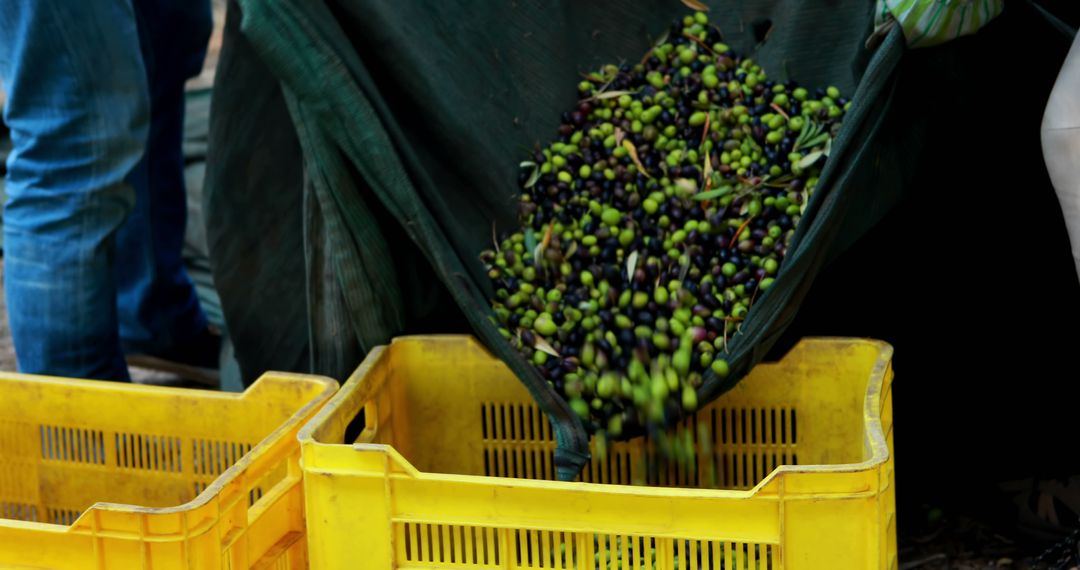 Freshly Picked Olives Pouring in Bright Yellow Crates