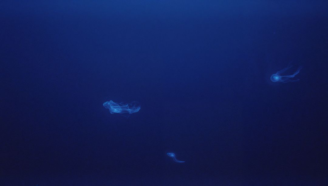 Bioluminescent Comb Jellies Beneath Moonlit Waters