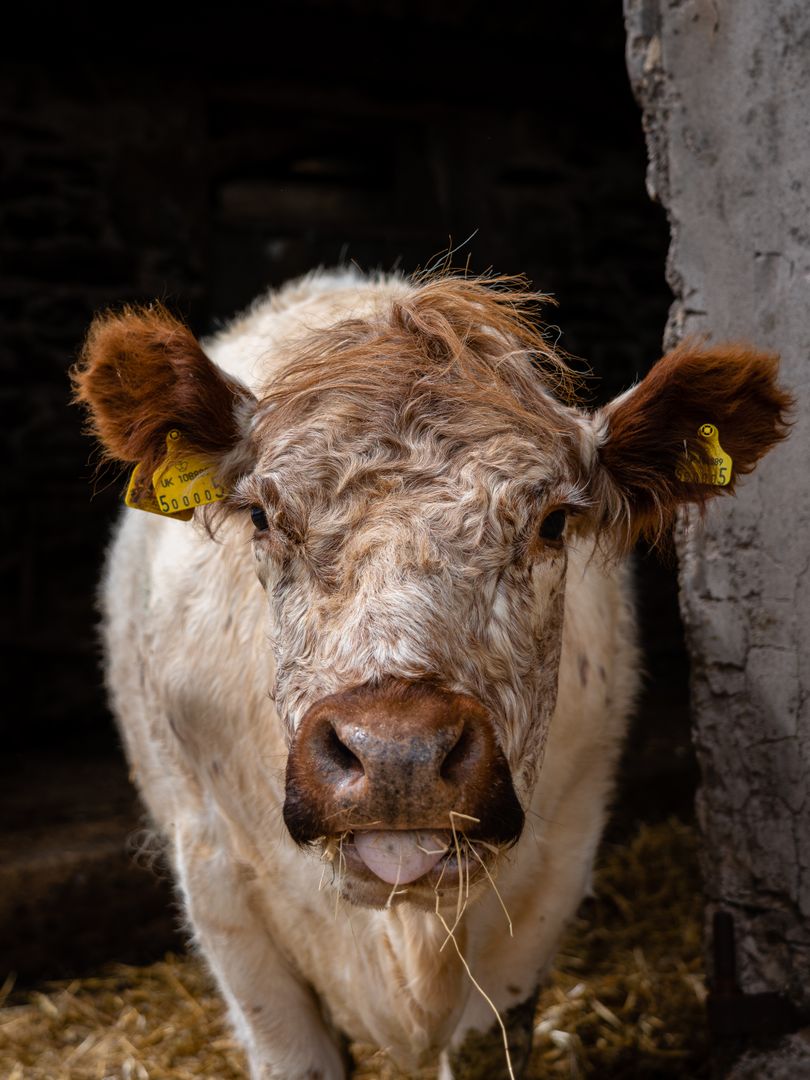 Curious Curly-haired Cow Sticking Out Tongue, Close-up Rustic Barn Portrait