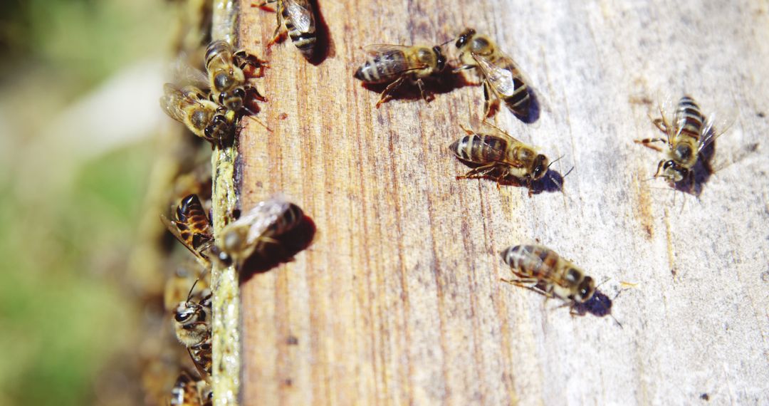 Bees Gathering on Tree Trunk in Nature - Free Images, Stock Photos and Pictures on Pikwizard.com