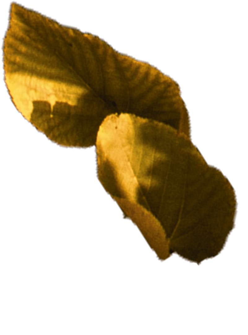 Transparent Leaves Backlit Natural Design Elements