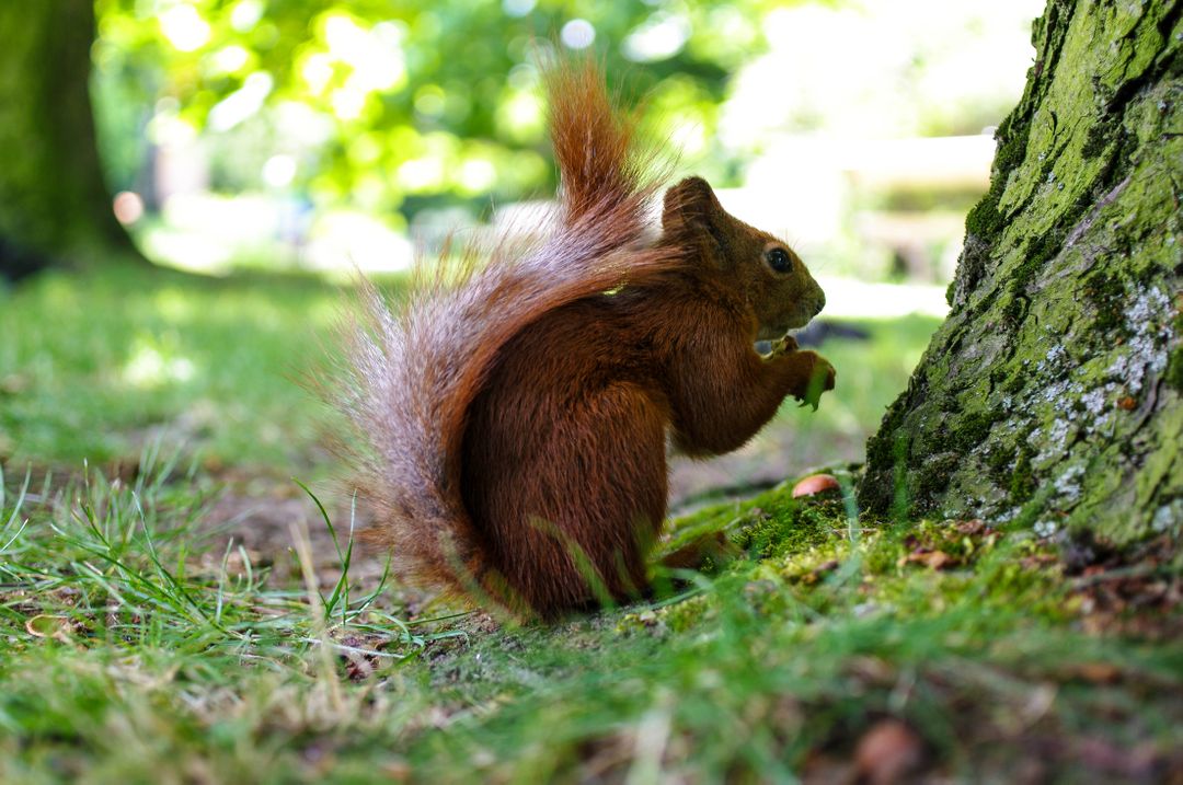 Red Squirrel Clutching Nut by Tree in Forest - Free Images, Stock Photos and Pictures on Pikwizard.com