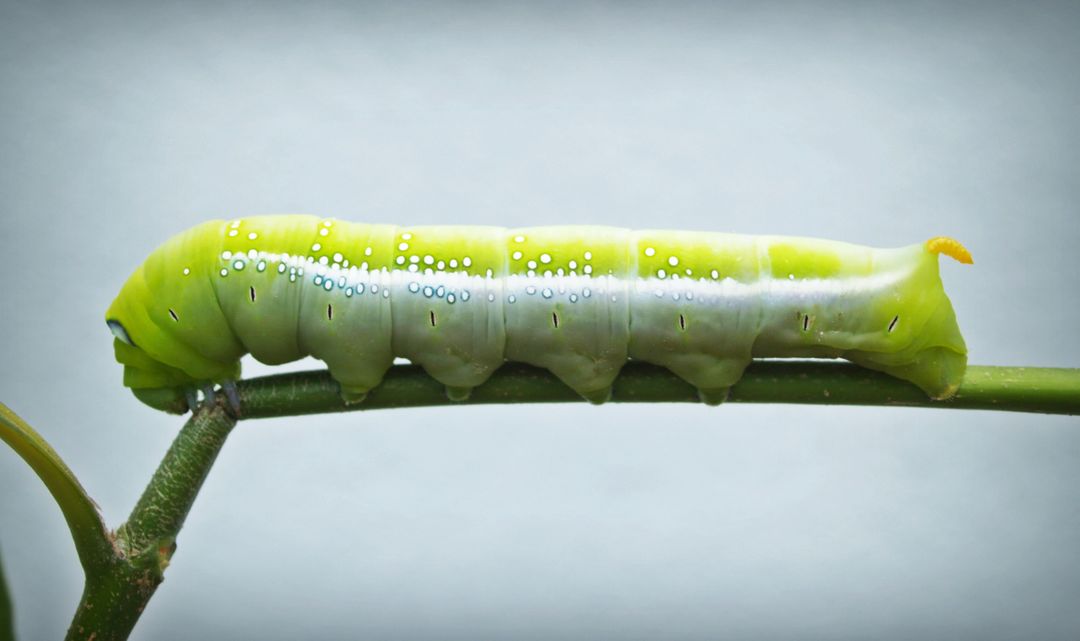 Swallowtail Caterpillar - Free Images, Stock Photos and Pictures on Pikwizard.com