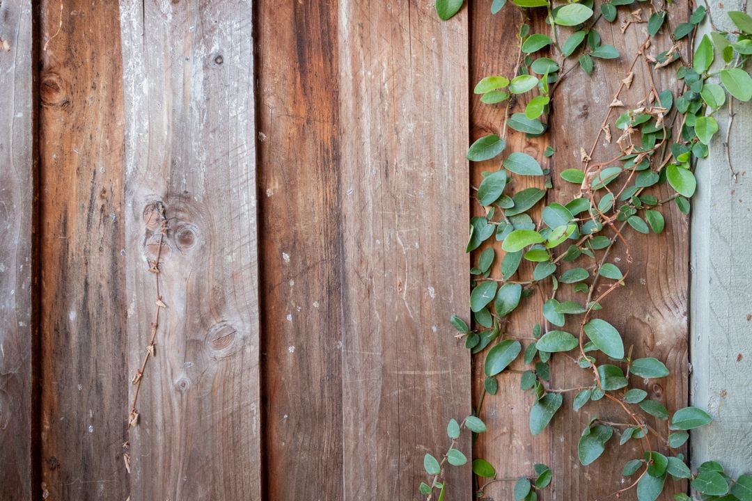 Verdant Vine Climbing on Weathered Wooden Fence