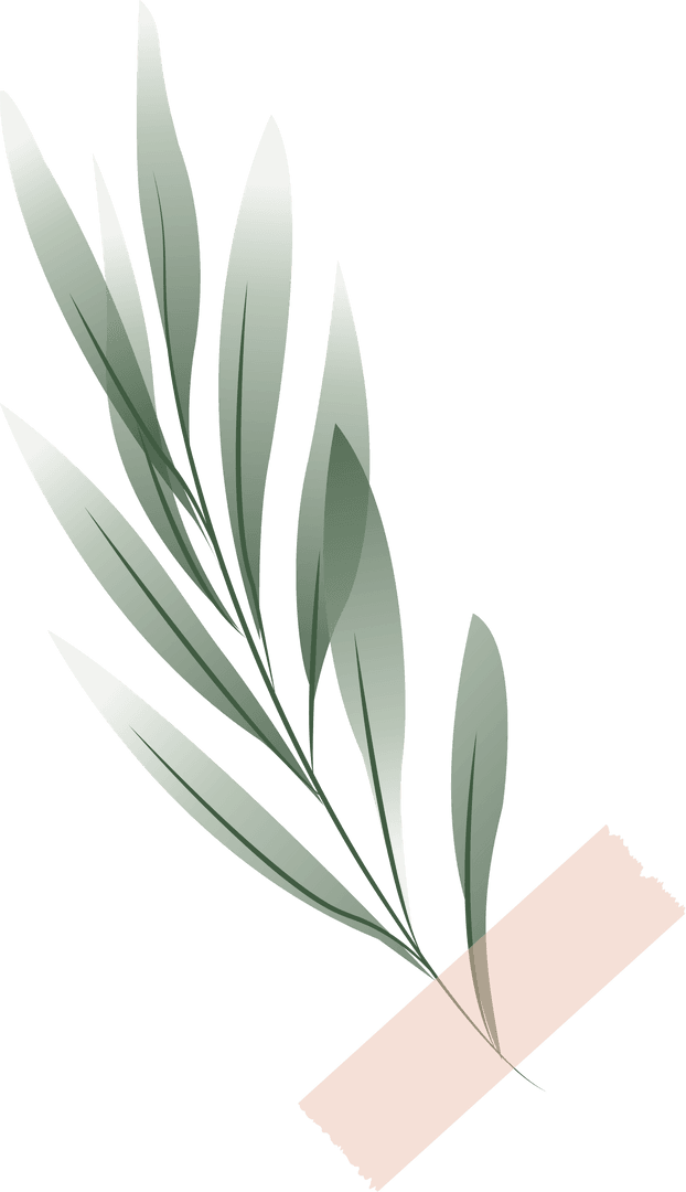 Botanical Minimalism with Green Twig Taped on Transparent Background
