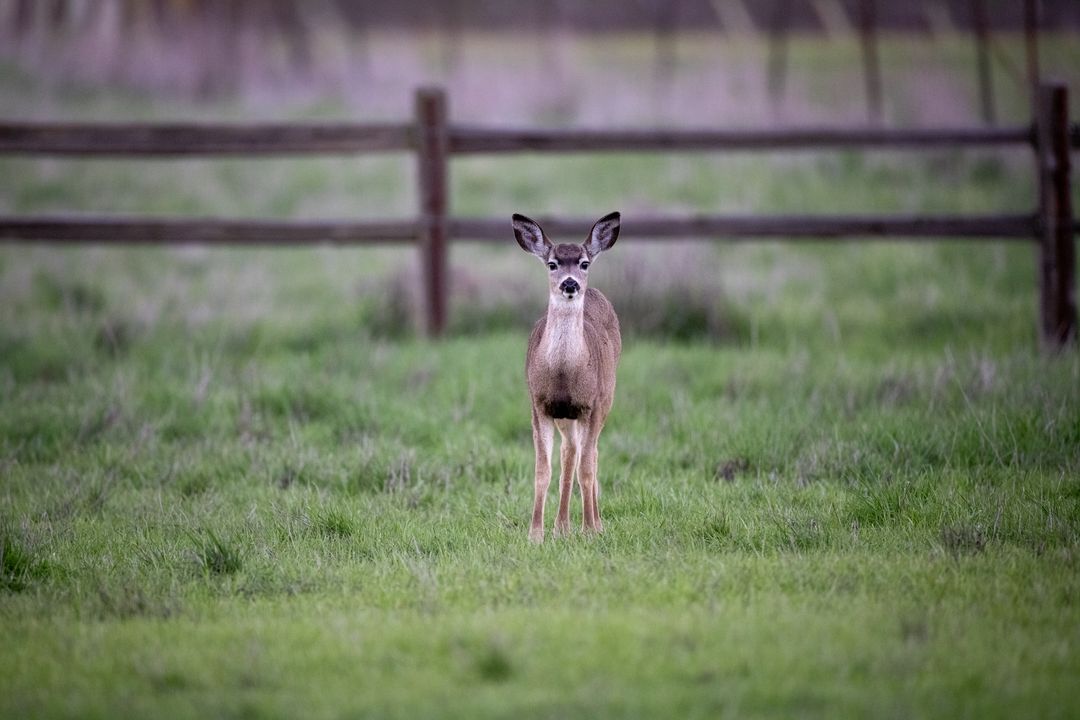 Young Mule Deer Standing in Green Meadow with Rustic Wooden Fence Background