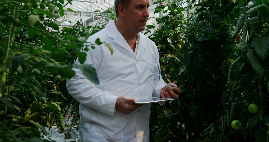 Scientist Using Tablet for Plant Analysis in Greenhouse